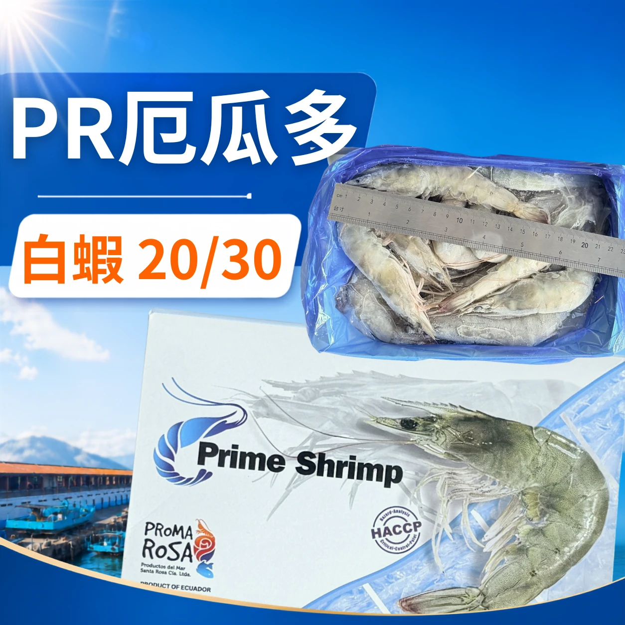 PR厄瓜多白蝦