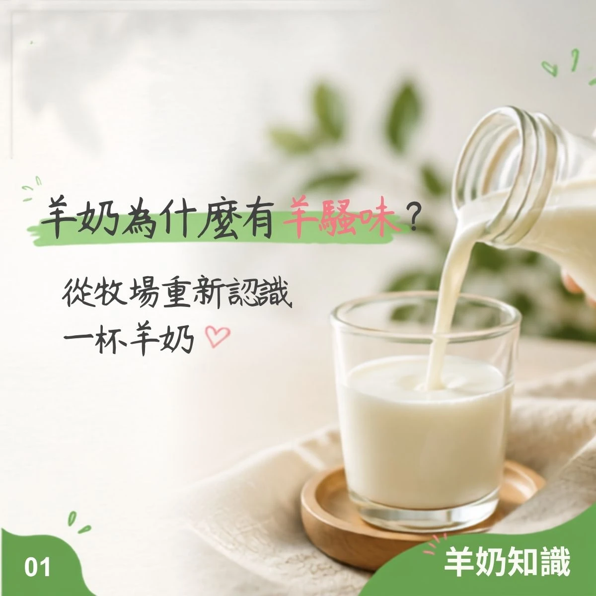 羊奶知識｜羊奶為什麼有羊騷味？