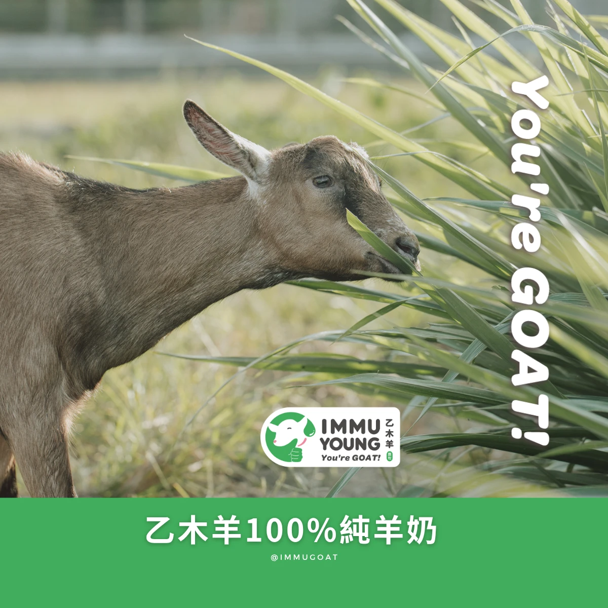 乙木羊鮮羊奶
