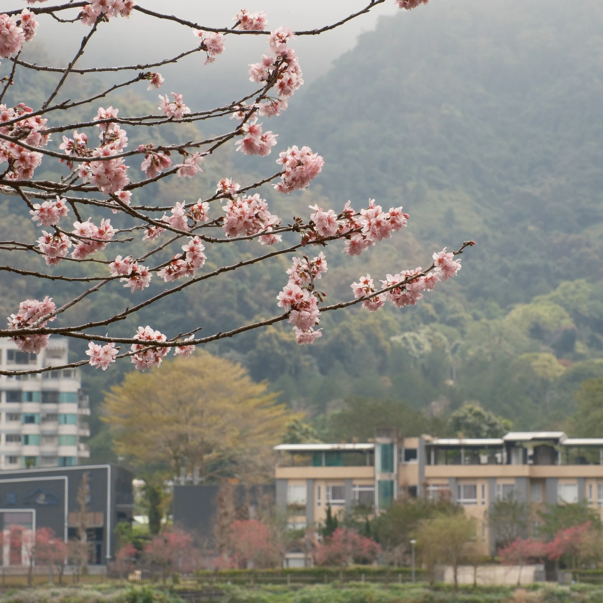 埔里散步慢旅行｜美景、美食、悠閒小鎮漫步