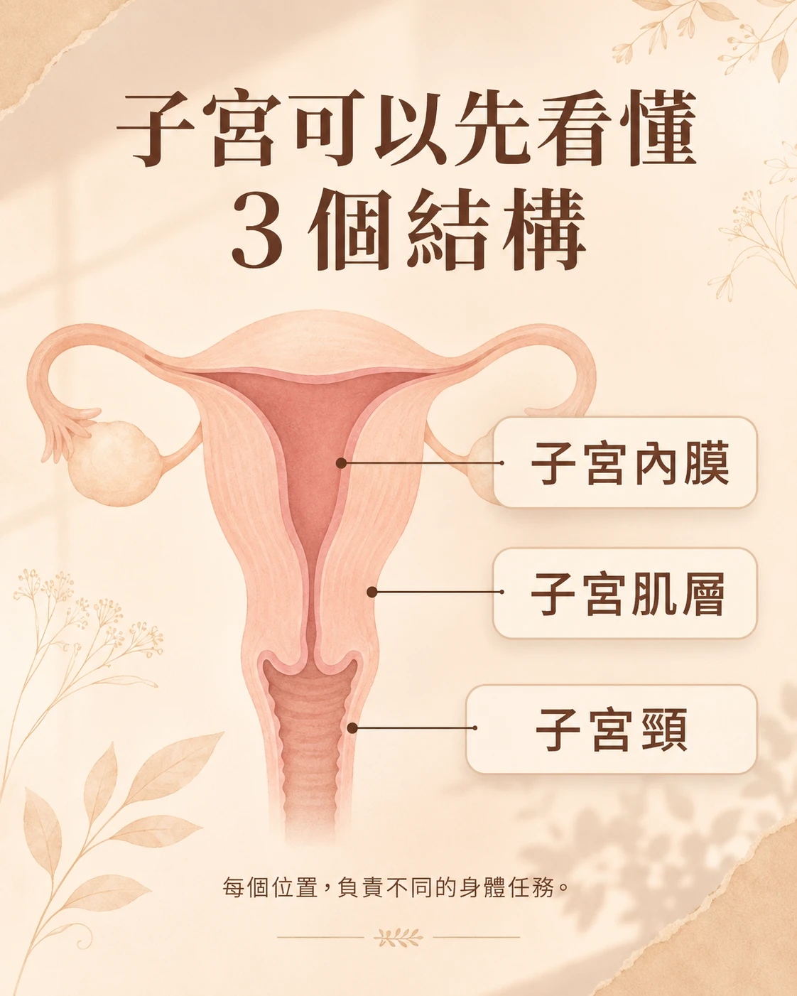 子宮內膜、子宮肌層與子宮頸三個基本結構整理