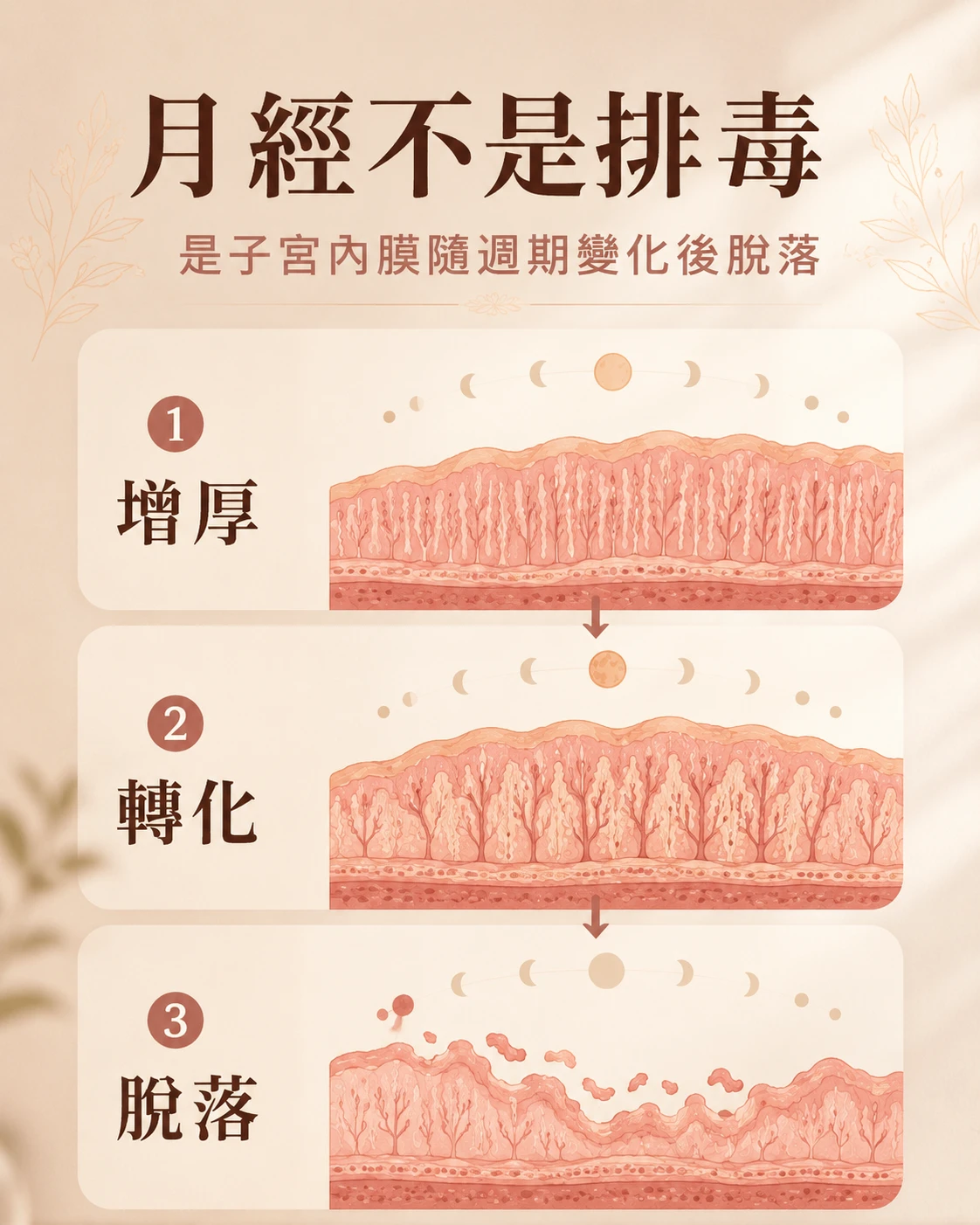 月經不是排毒，子宮內膜隨週期增厚、轉化與脫落