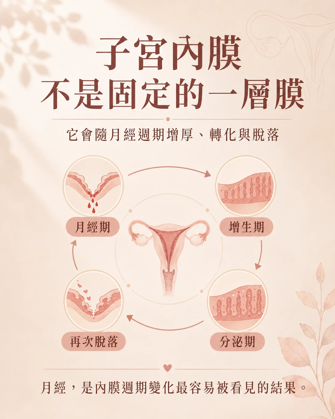 子宮內膜隨月經週期增厚、轉化與脫落的簡化流程